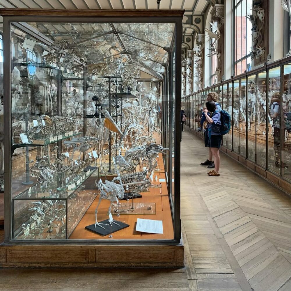 Certaines choses, certains musées, certaines vitr… - Antoine Vigne
