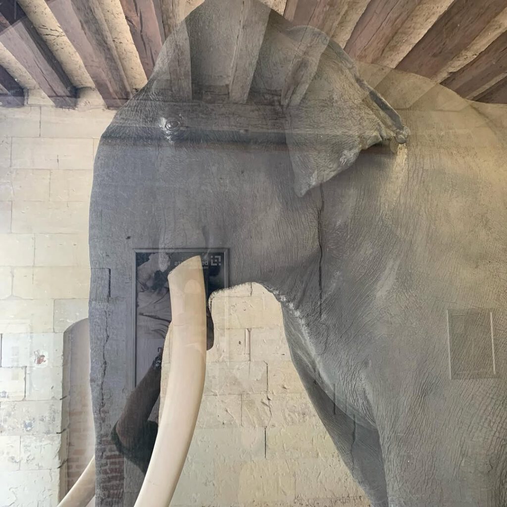 Images d’été: Tours. Les rues, la Loire tranqu… - Antoine Vigne