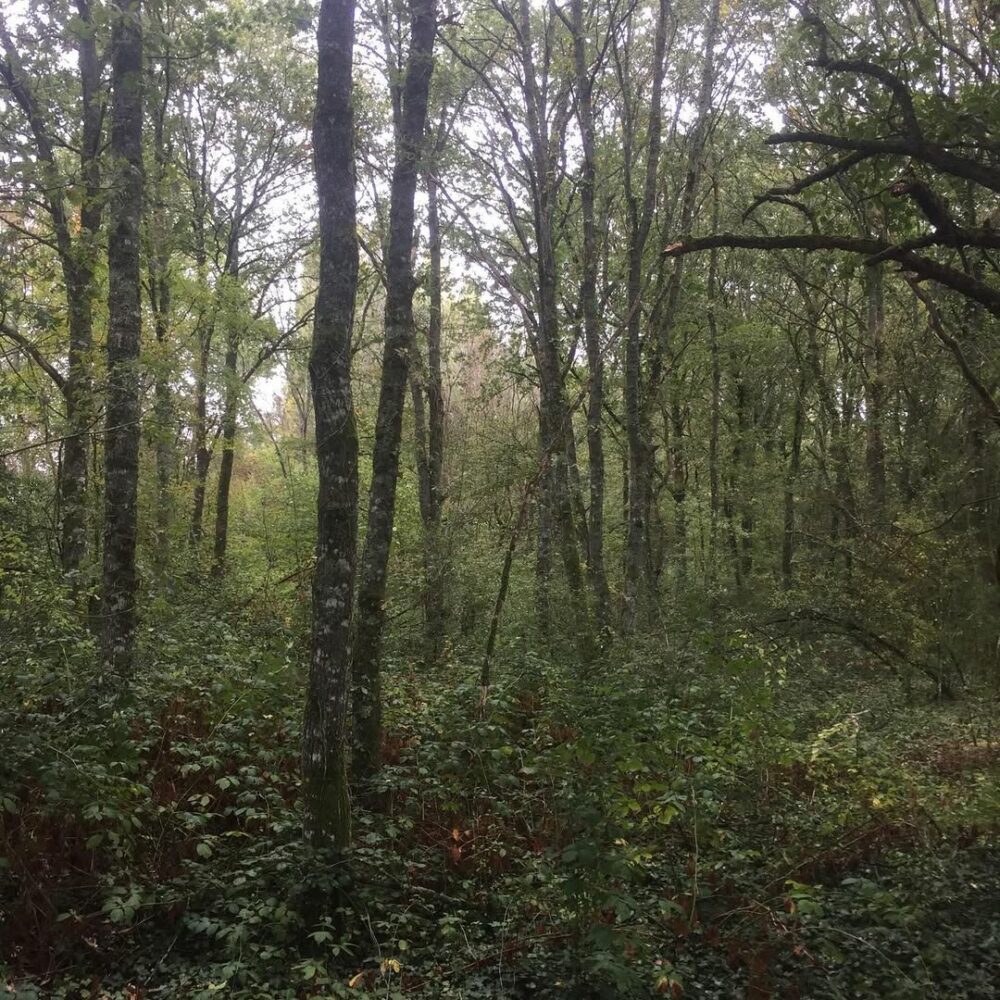 #home #saintlaurentdesbois… - Antoine Vigne