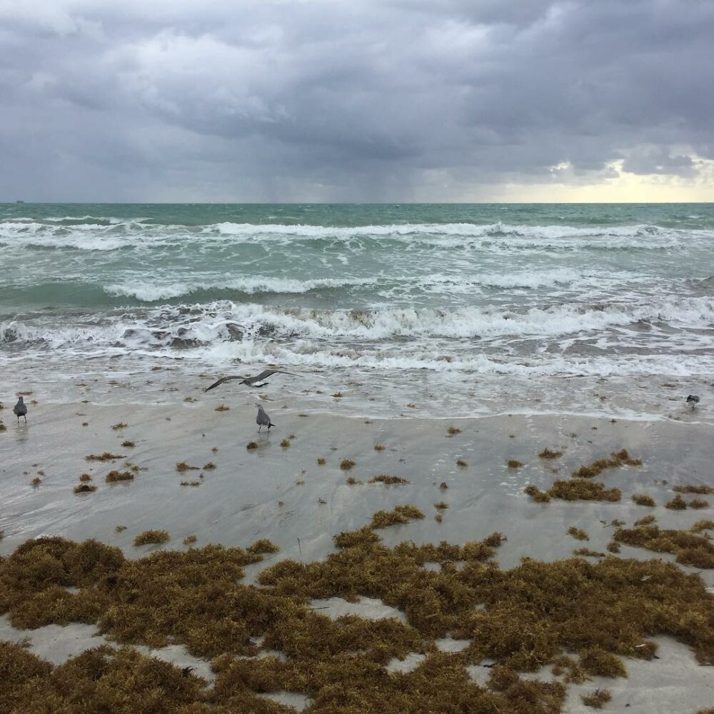 La Floride continue de me faire rêver. J’imagin… - Antoine Vigne