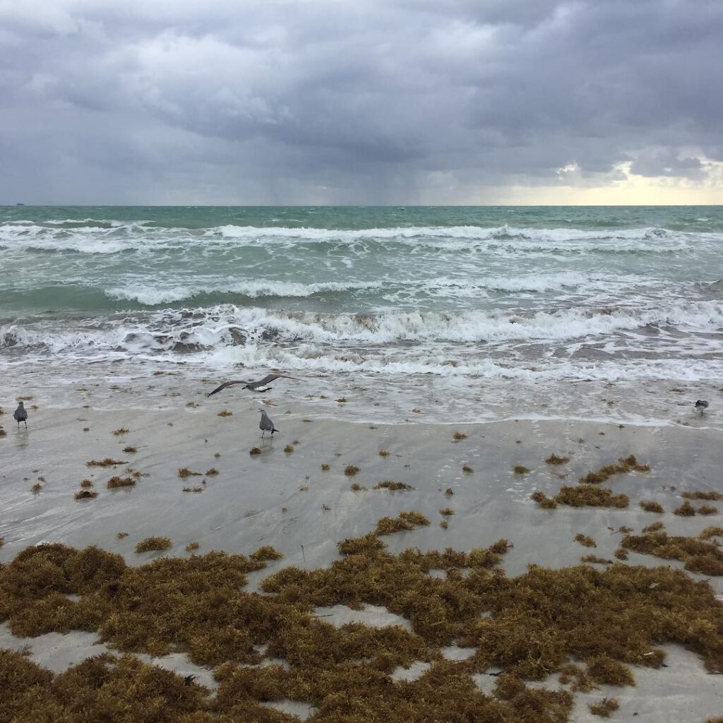 La Floride continue de me faire rêver. J’imagin… - Antoine Vigne
