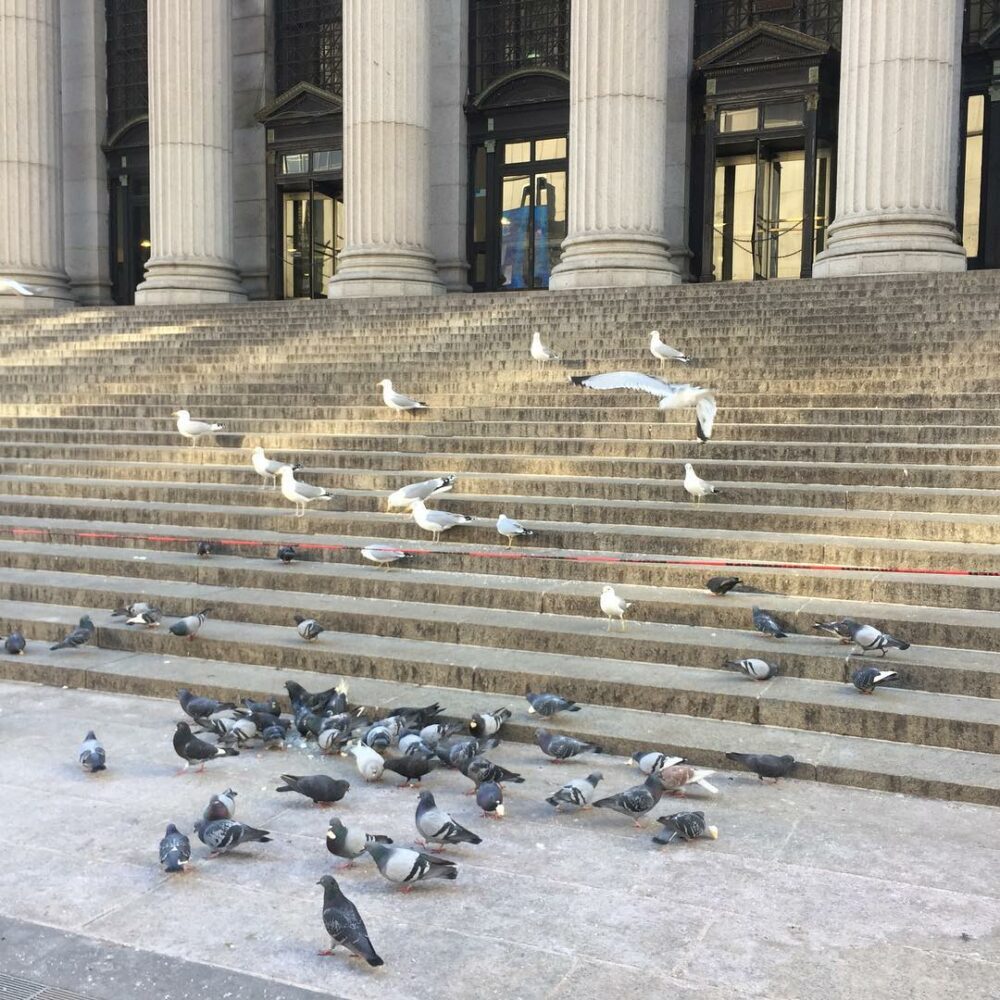 Les mouettes aiment les jours clairs #newyork #spr… - Antoine Vigne