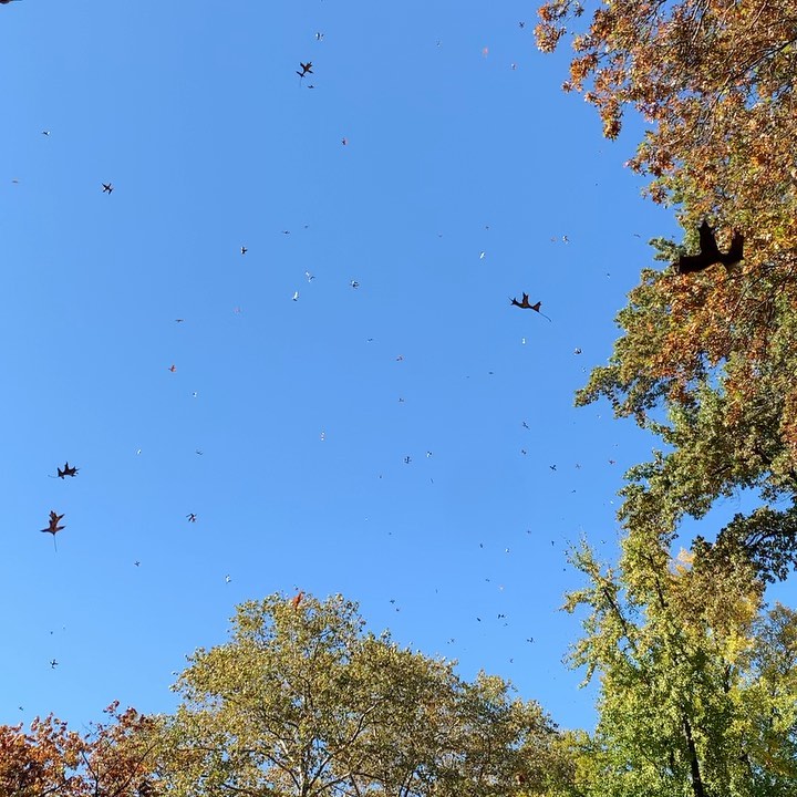 Journée de soleil. Calme.  Des feuilles qui tombe… - Antoine Vigne