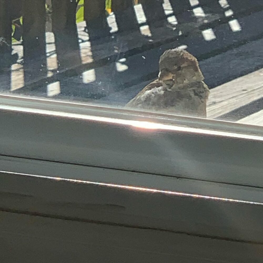 This bird. Looking inside. As I write. #Tuesday #h… - Antoine Vigne