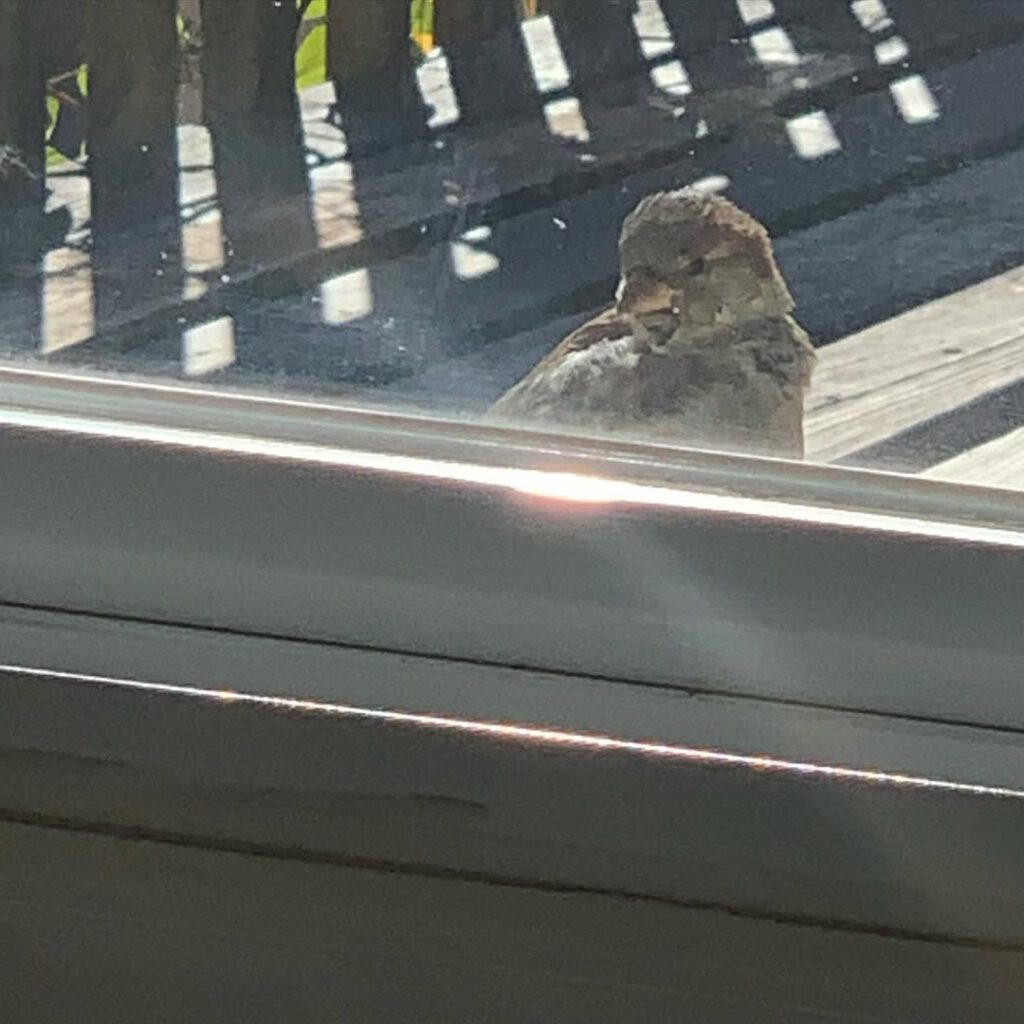 This bird. Looking inside. As I write. #Tuesday #h… - Antoine Vigne