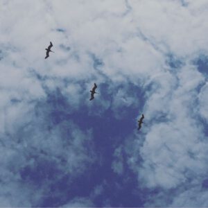 Pélicans, doux géants des airs. Il suffit de lev… - Antoine Vigne