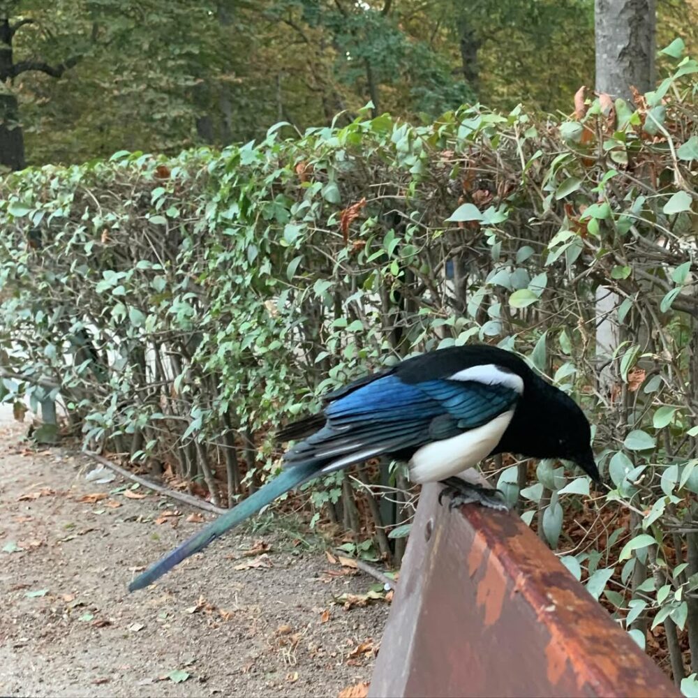 Madrid encore, la pie dans le Parque de Retiro qui… - Antoine Vigne