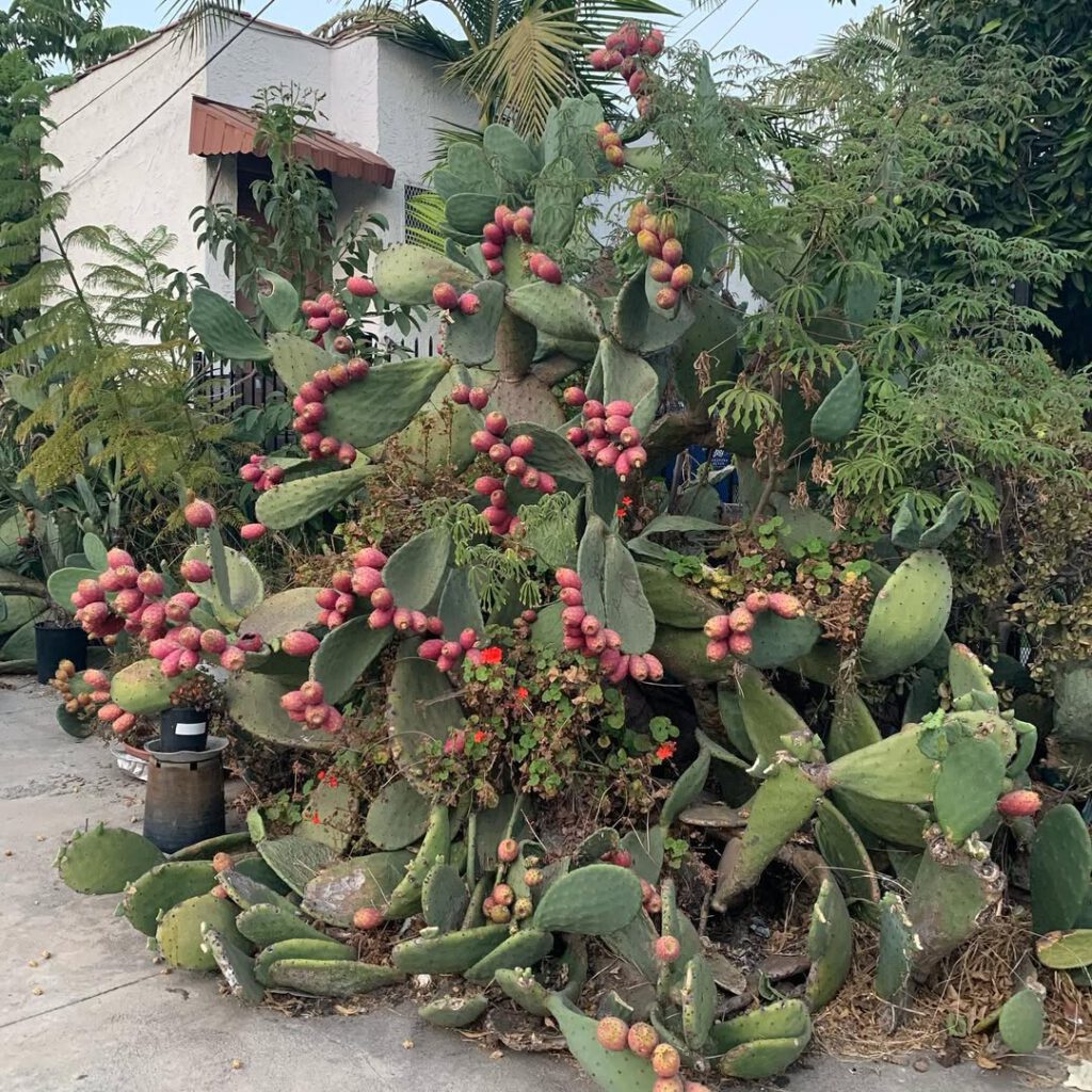 L.A. #californie #eveningwalk… - Antoine Vigne