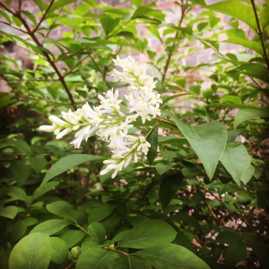 Les fleurs et l’odeur du troène dans notre jard… - Antoine Vigne