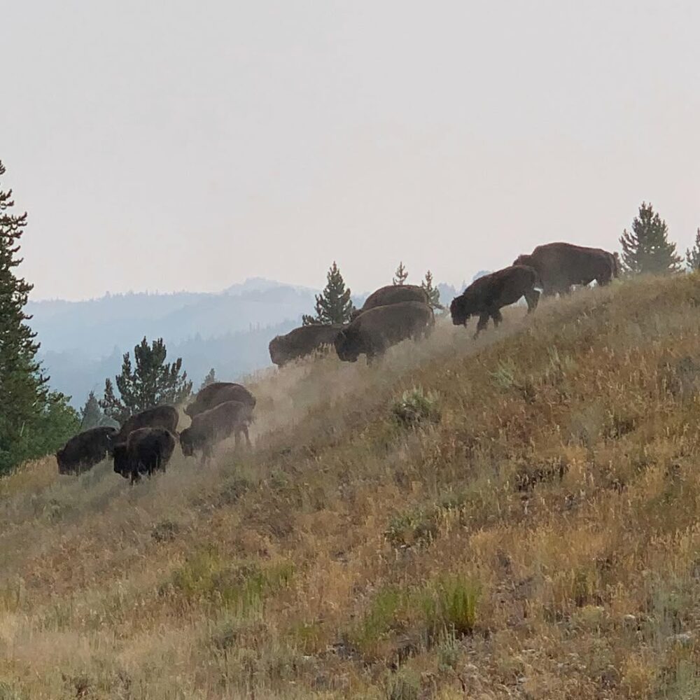 Les bisons dans la lumière du petit matin, la ro… - Antoine Vigne