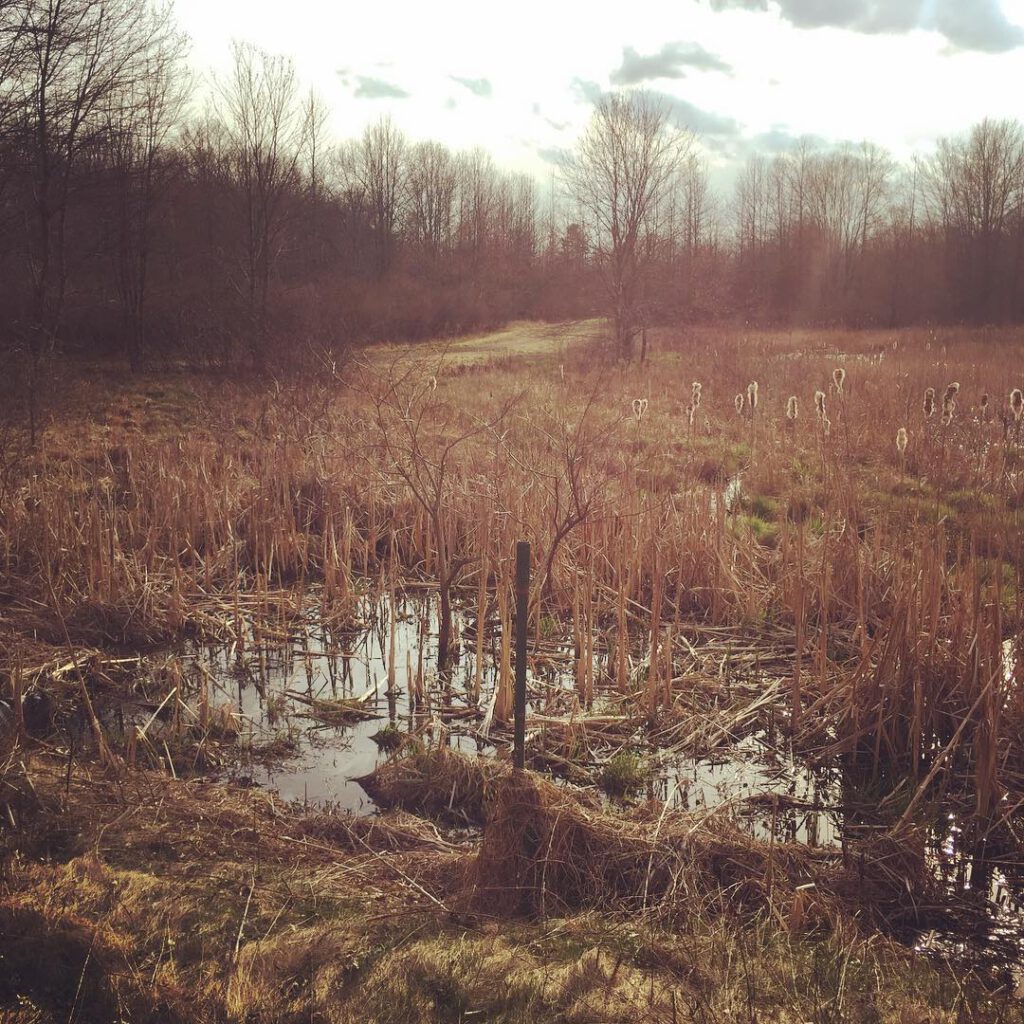 Une fenêtre sur les marais. Promenade avec Arthur… - Antoine Vigne