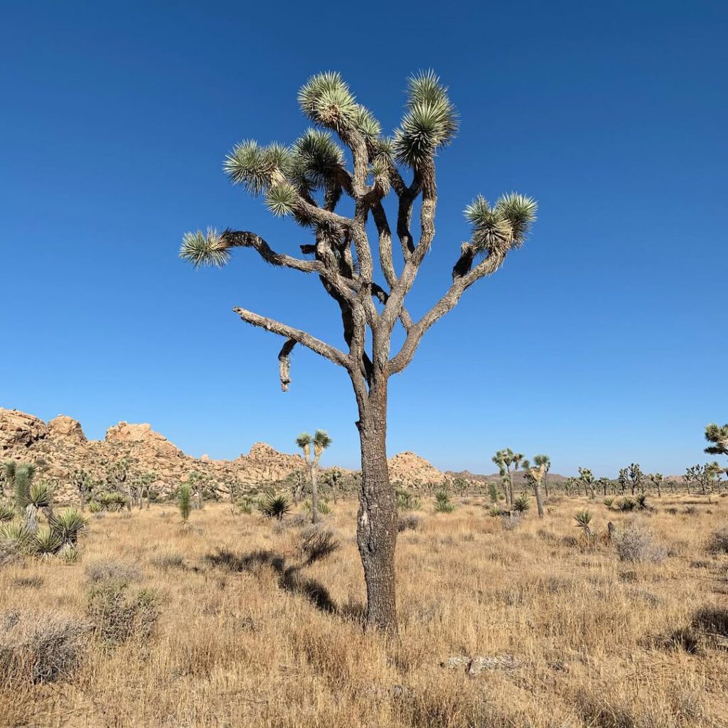 Les arbres de Josué partout dans le parc, avec le… - Antoine Vigne