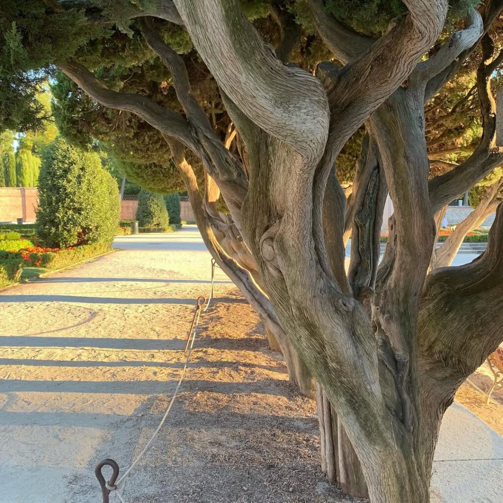 Madrid encore, la pie dans le Parque de Retiro qui… - Antoine Vigne