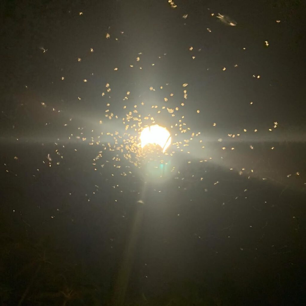La nuit, l’orage qui gronde puis passe, prendre … - Antoine Vigne
