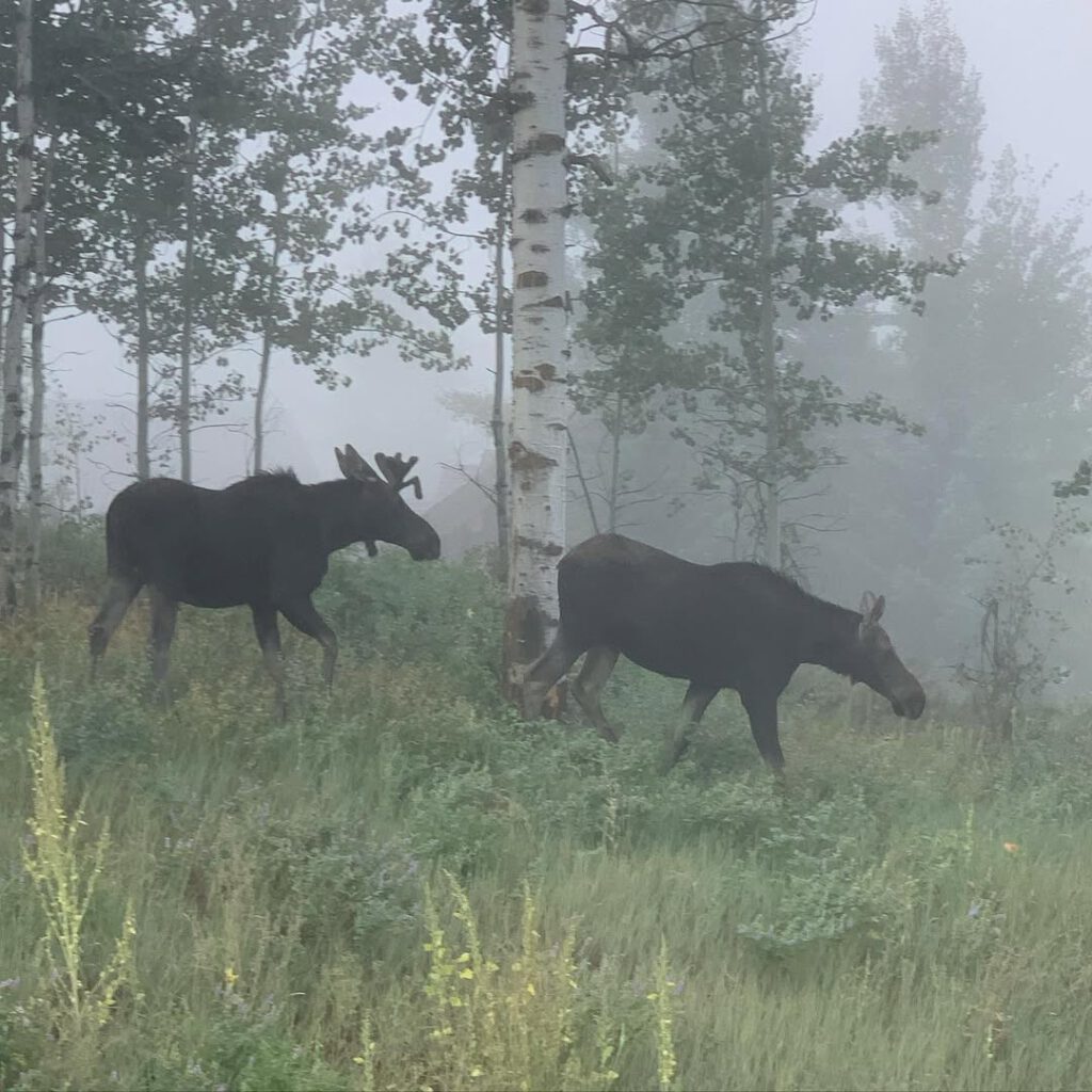 #morninginwyoming #brumeetsoleil #moose #élans #f… - Antoine Vigne
