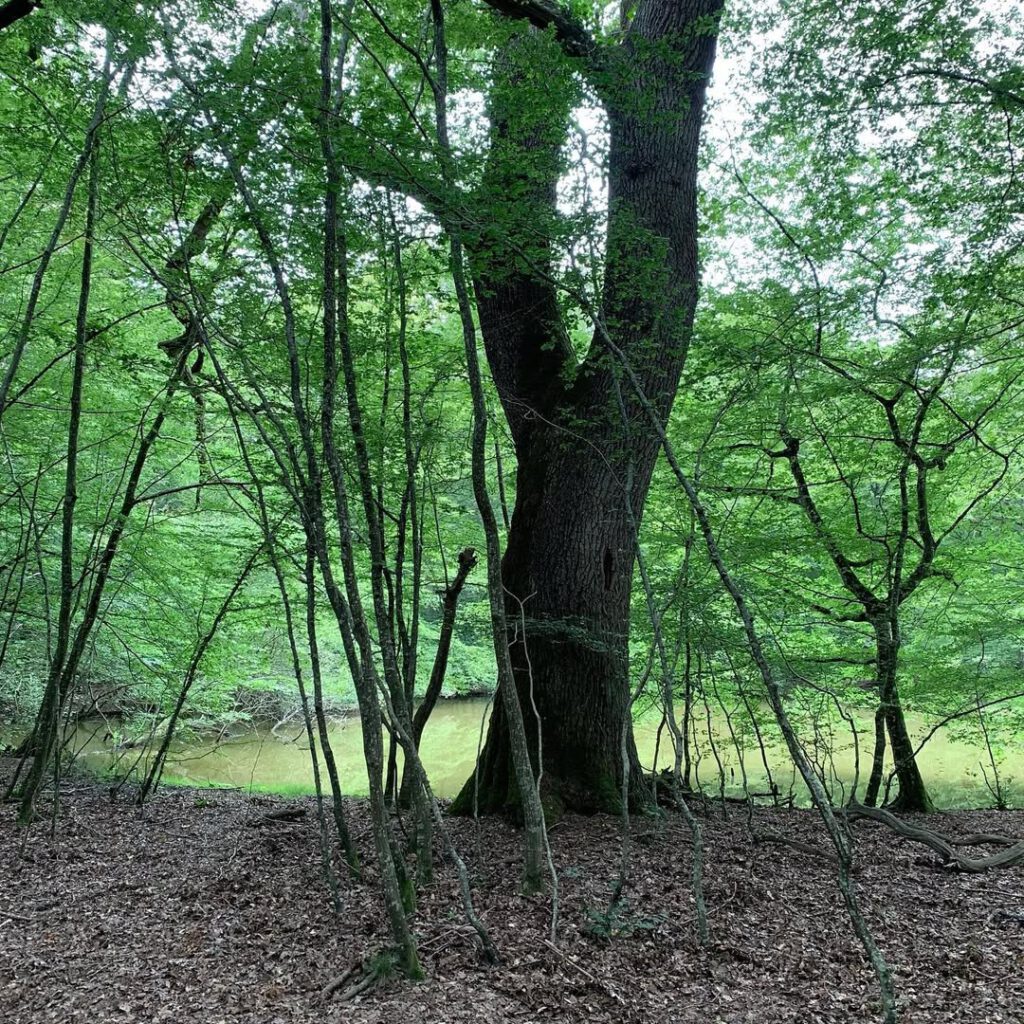 Sauleux, un jour d’été #marchenoir #forêt #me… - Antoine Vigne