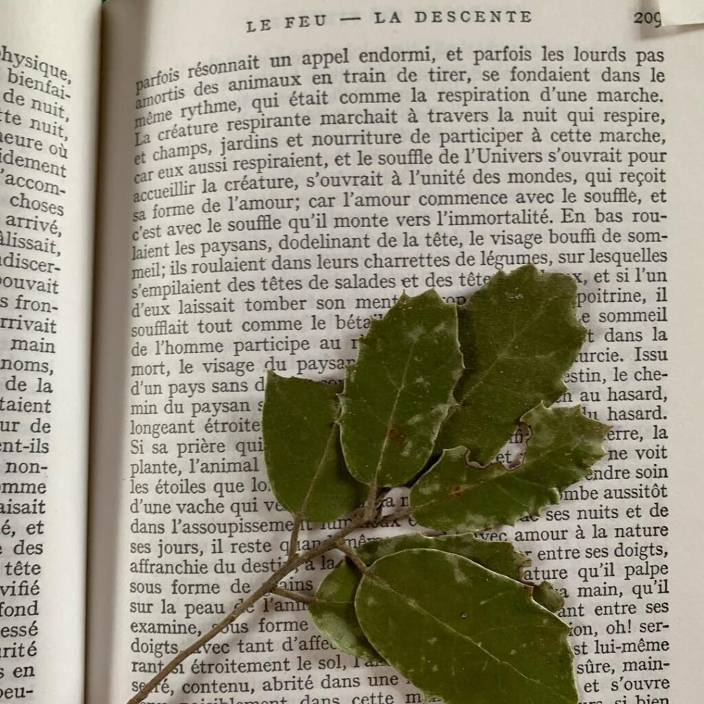 Souvenirs de Corse #leslivresserventàtout #immort… - Antoine Vigne