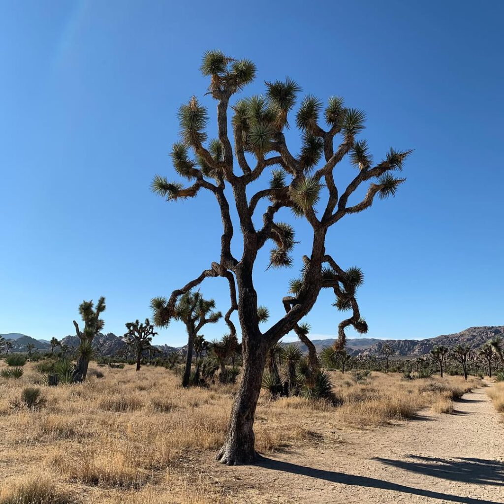 Les arbres de Josué partout dans le parc, avec le… - Antoine Vigne