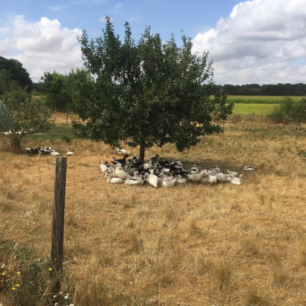 Promenade beauceronne #bikeridewithhusband #promen… - Antoine Vigne