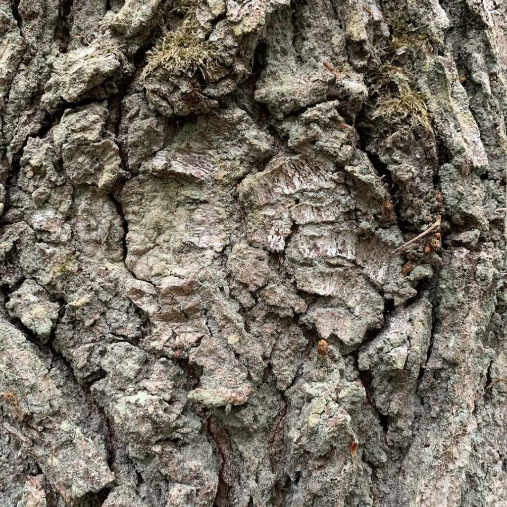 Sauleux, un jour d’été #marchenoir #forêt #me… - Antoine Vigne