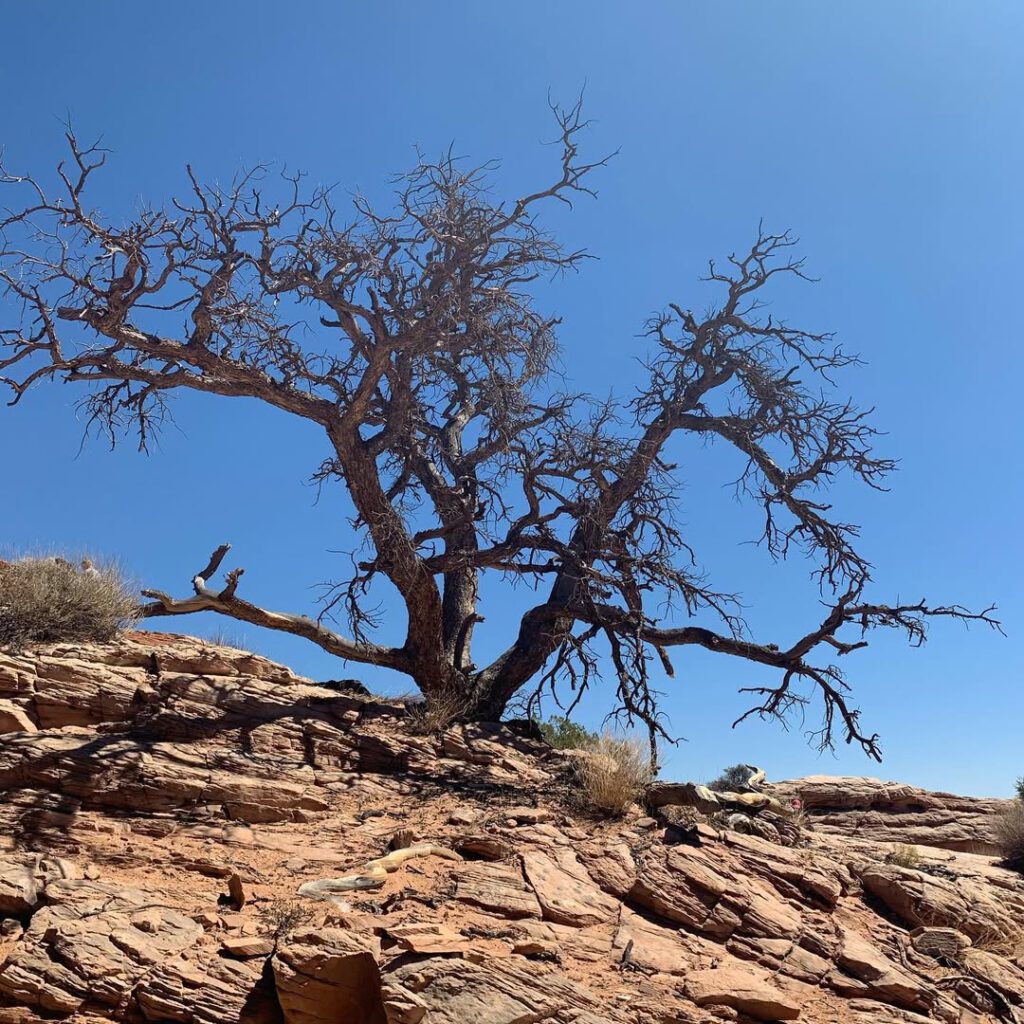 Canyonlands et ses perspectives infinies sur les s… - Antoine Vigne