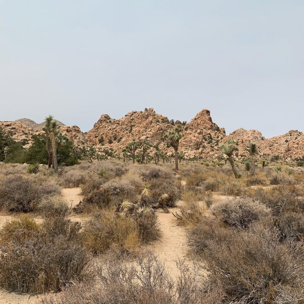 Joshua Tree, en Californie. Le haut désert, le s… - Antoine Vigne