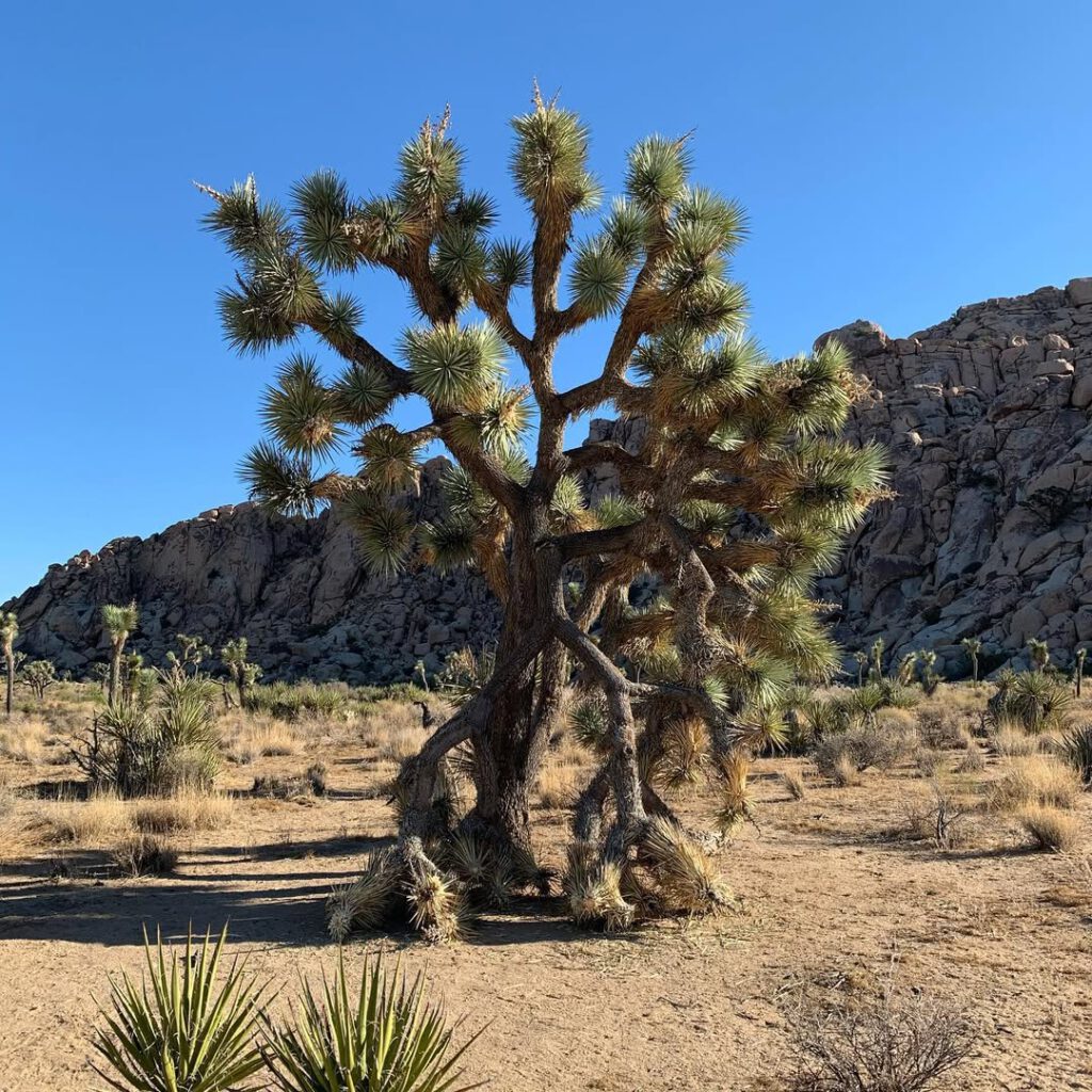 Les arbres de Josué partout dans le parc, avec le… - Antoine Vigne