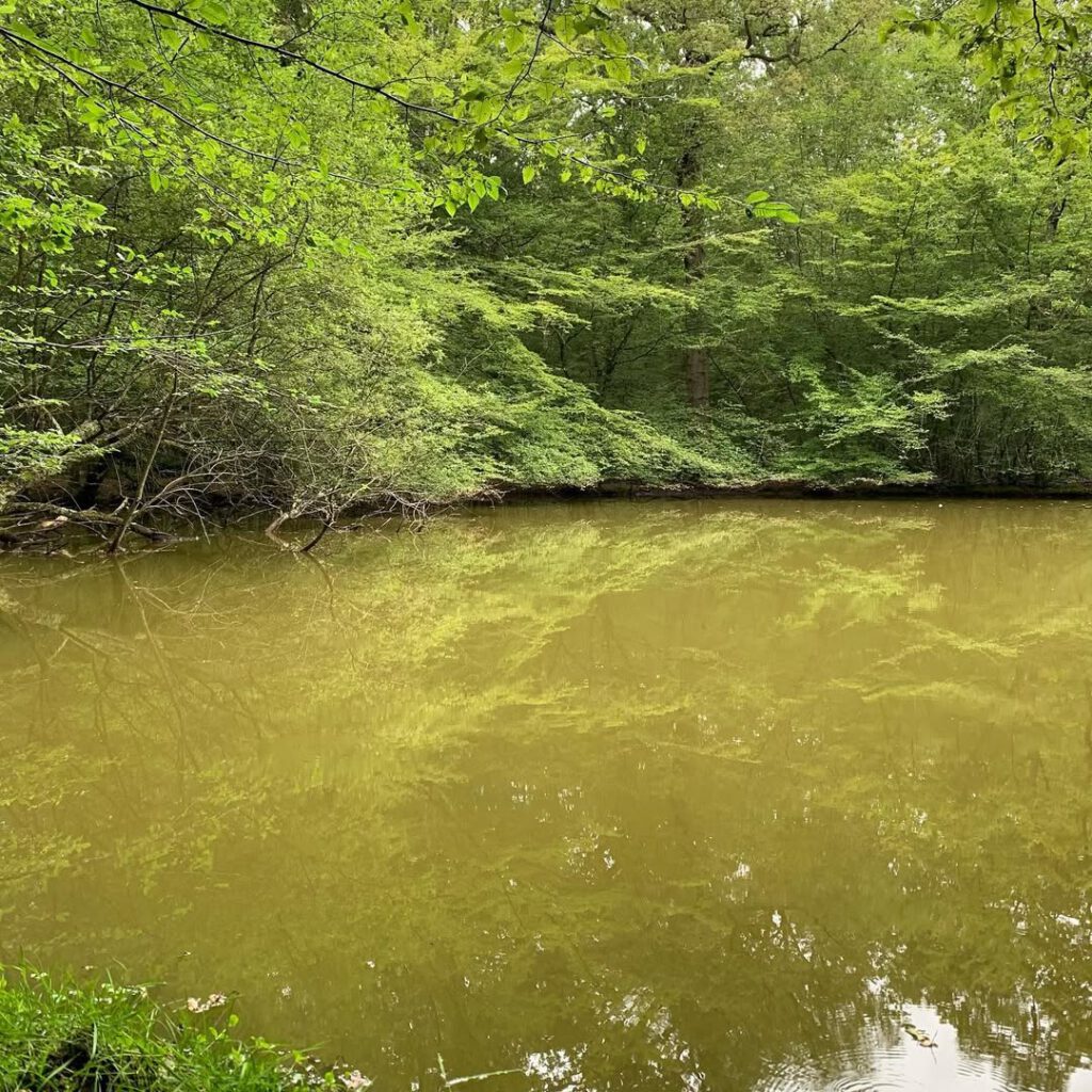 Sauleux, un jour d’été #marchenoir #forêt #me… - Antoine Vigne