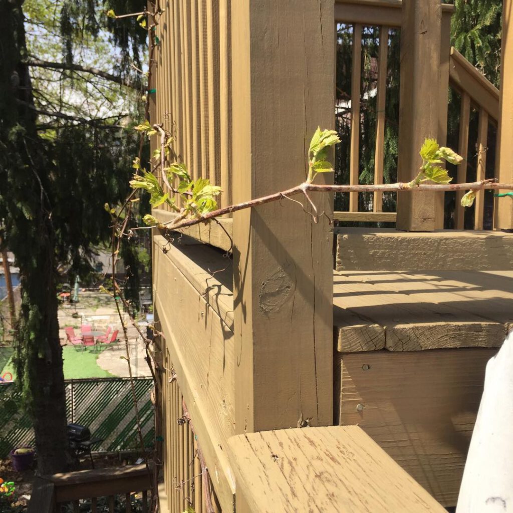 Travailler dehors, sur la terrasse, pour la premiè… - Antoine Vigne