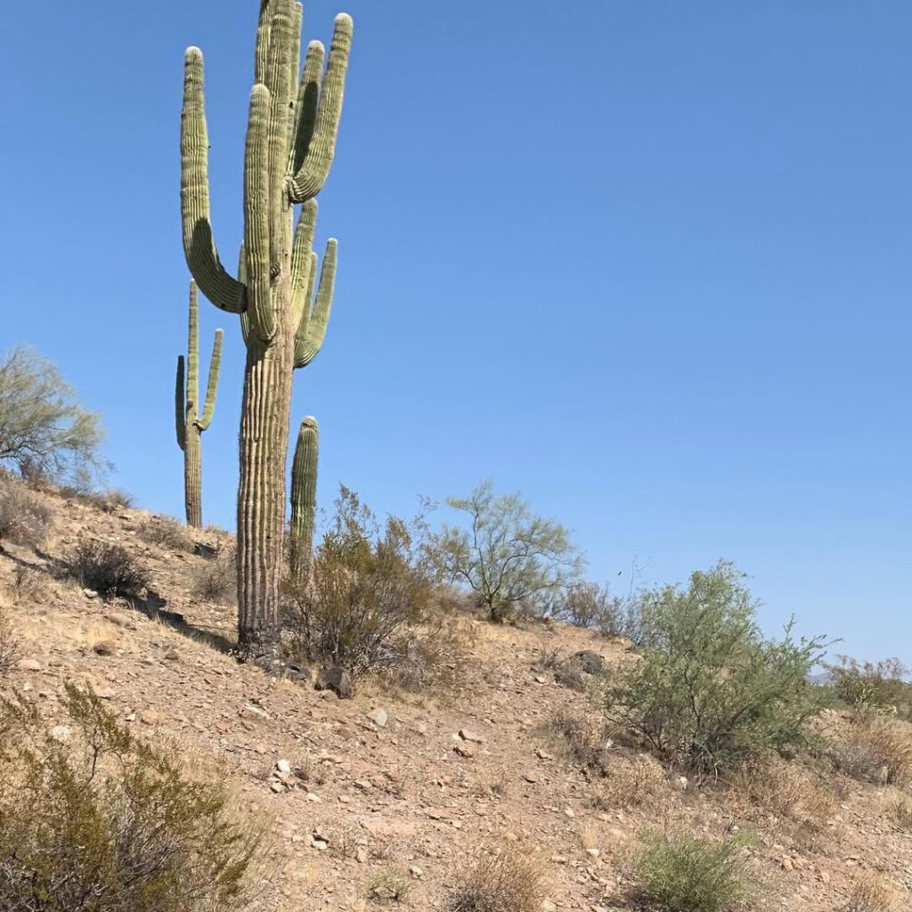 Sur la route près d’Arcosanti, avant d’arrive… - Antoine Vigne