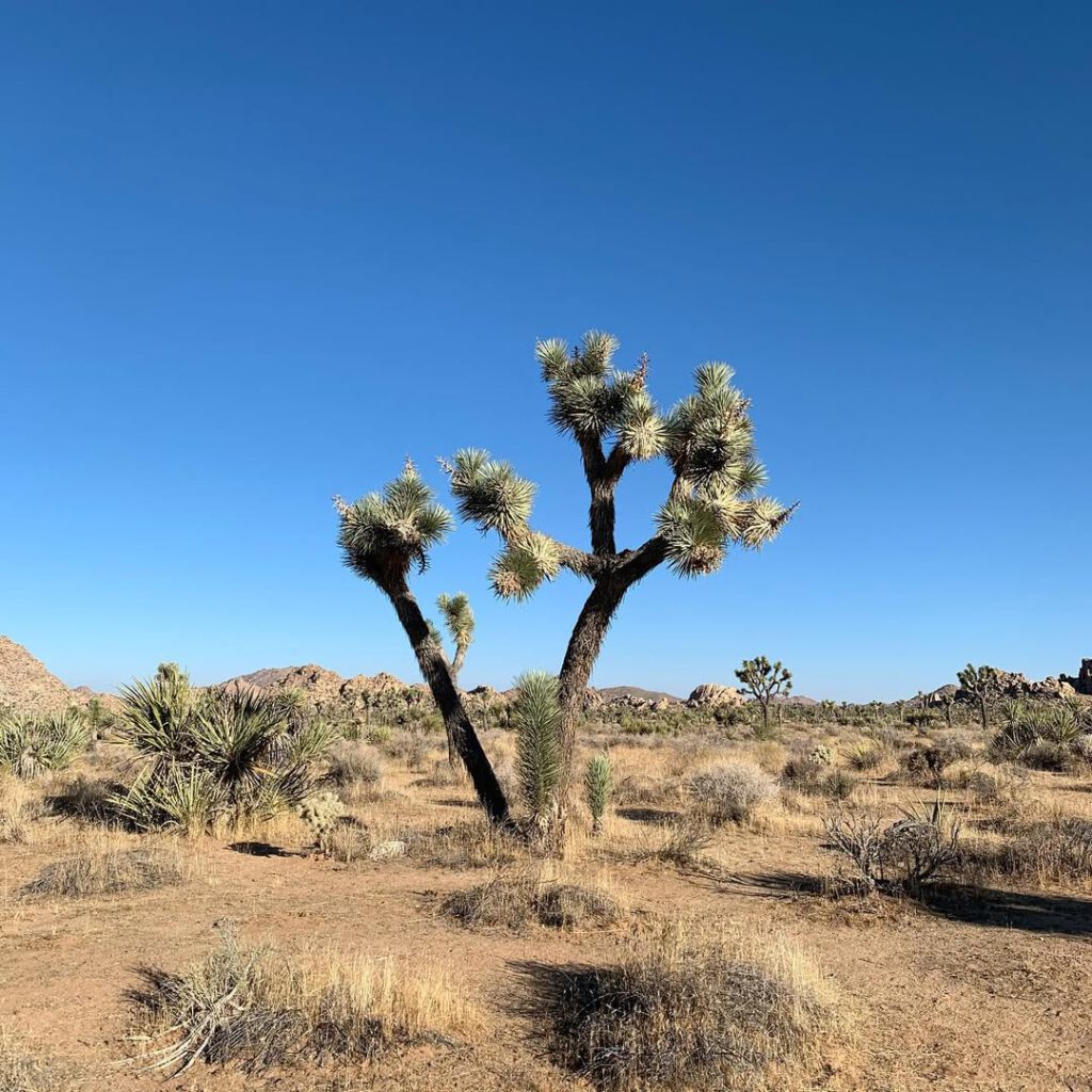 Les arbres de Josué partout dans le parc, avec le… - Antoine Vigne