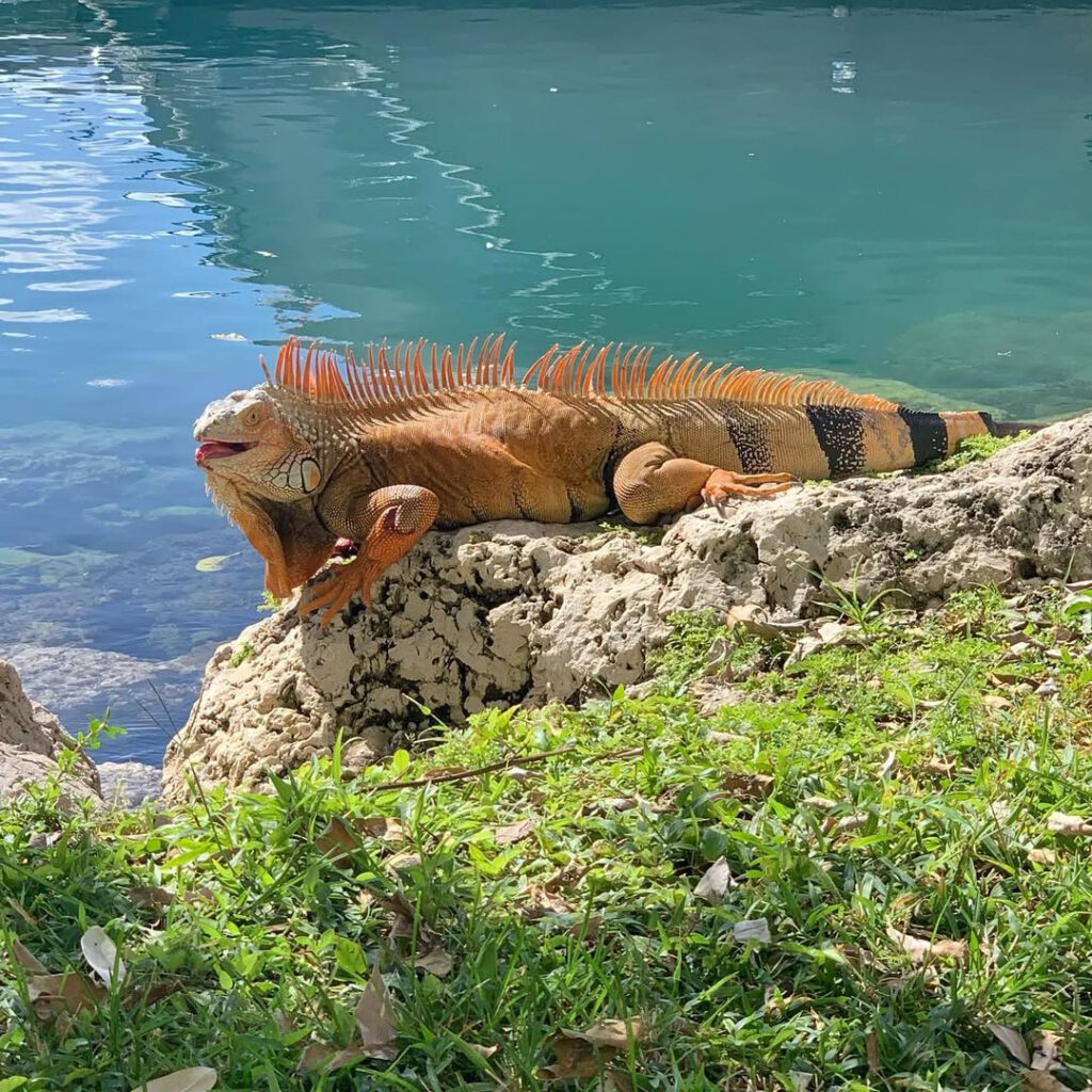 #daysinflorida… - Antoine Vigne