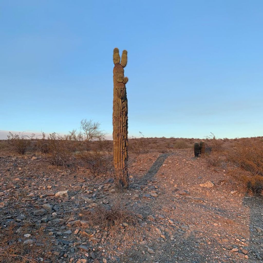 Phoenix, les jours qui passent et nous rapprochent… - Antoine Vigne